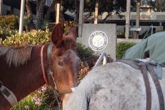 4/6/14 Carlsbad