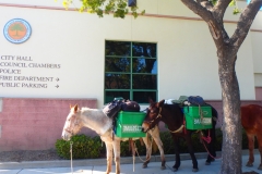 1/2/16 South Pasadena