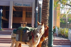 1/11/14 City Hall