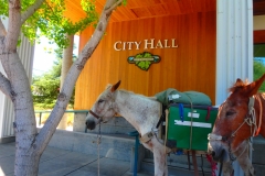 7/29/15 Healdsburg