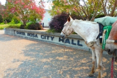 7/31/15 Santa Rosa