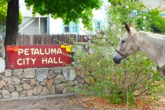8/4/15 Petaluma