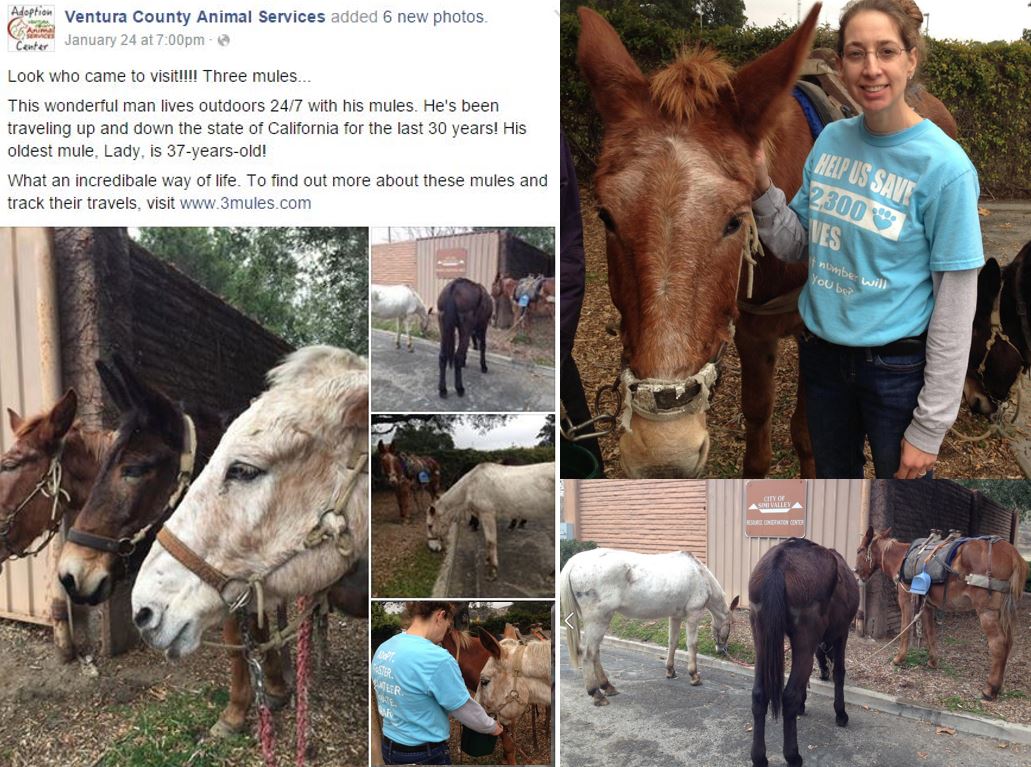 VenturaCountyAnimalServices