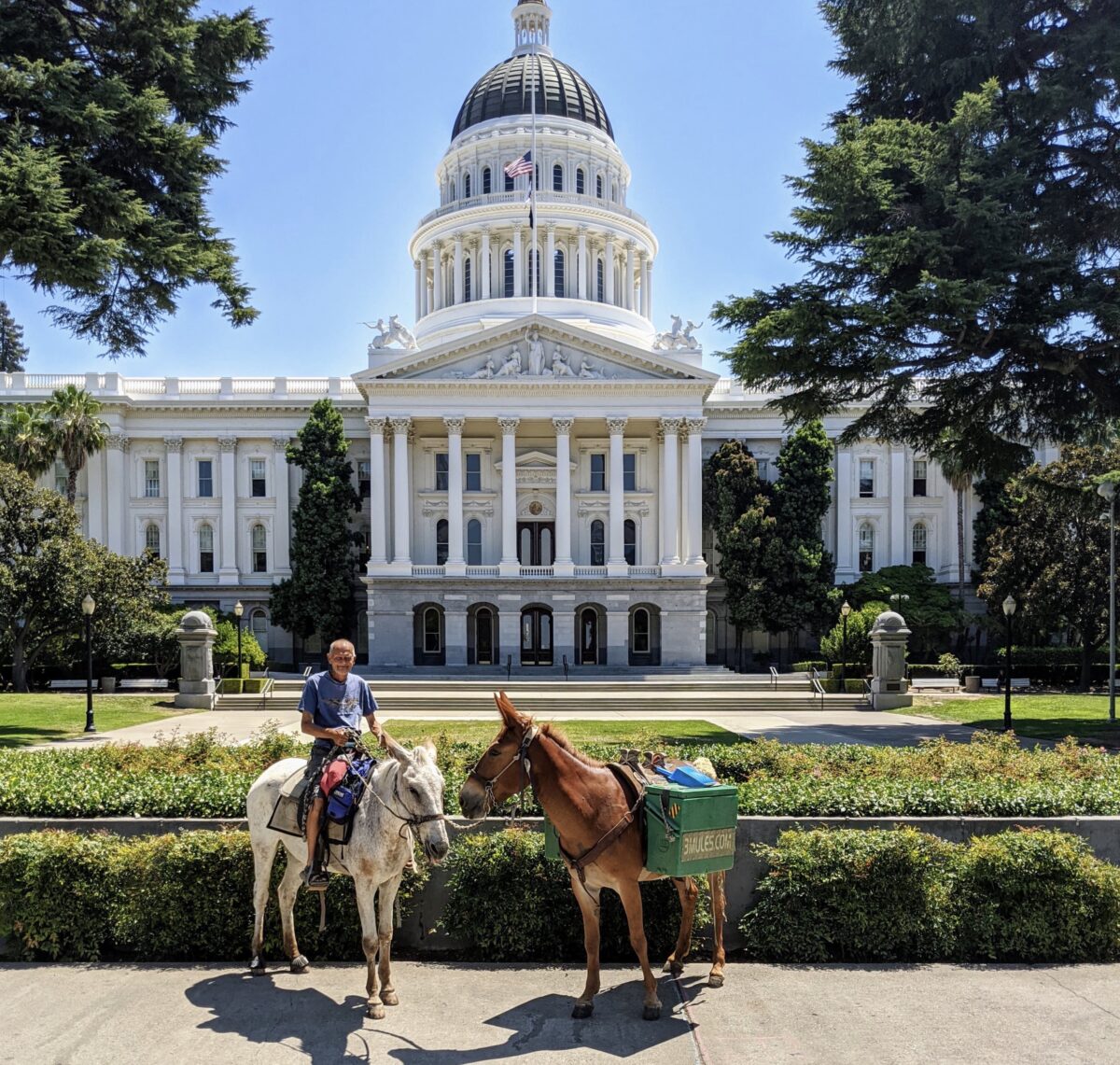 The Mules in California State Capitol July 2020