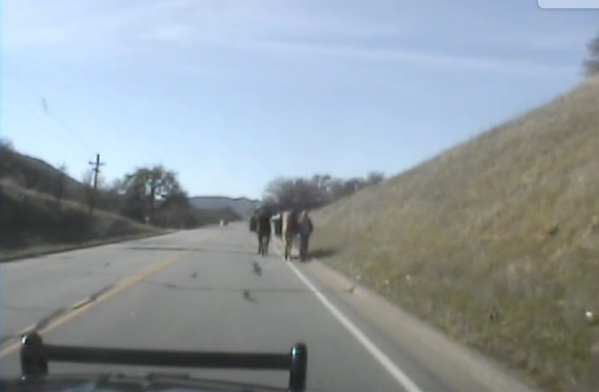 CHP dash cam shot of 3 Mules walking along Naciemento Lake Road in San Luis Obispo County.